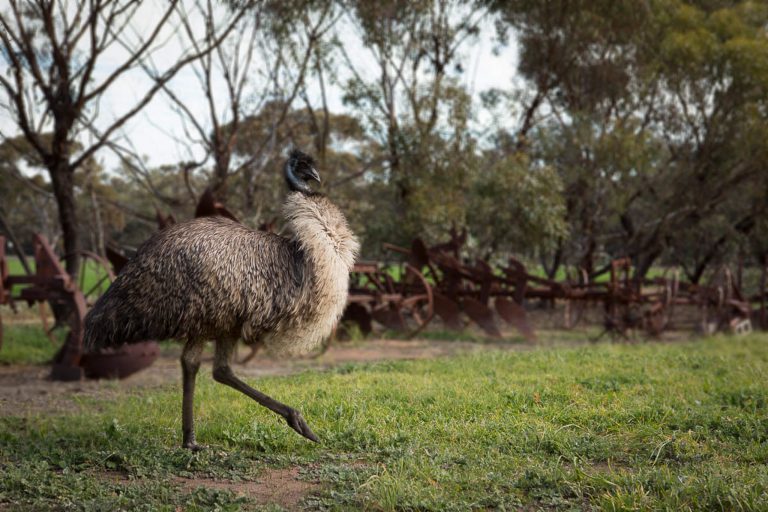 An emu runs through a National Trust place.